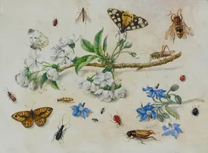 艺术家Jan VAN KESSEL的拍卖:艺术家Jan VA