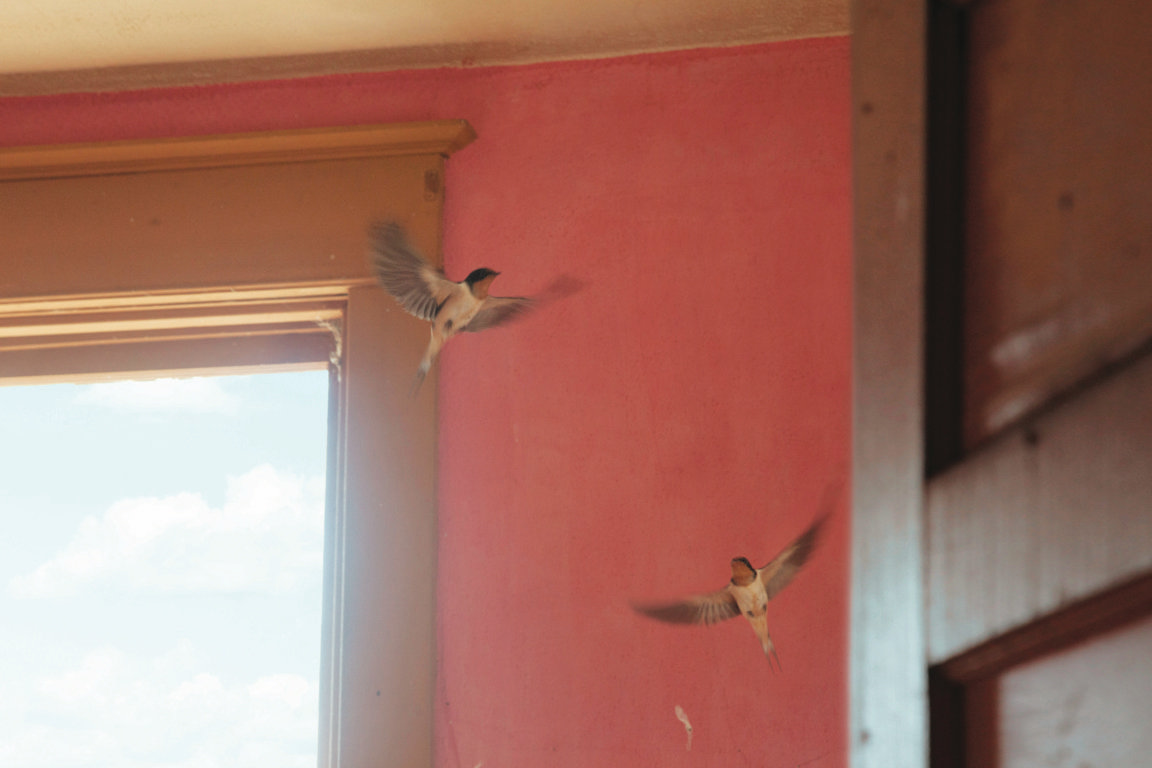 Birds Nest ( Elsworth, SD)