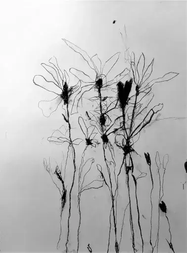 Robert BARIBEAU - 水彩作品 - In the weeds ink bloom #1