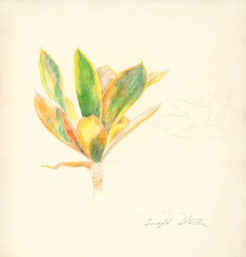 Joseph STELLA - Zeichnung Aquarell - Magnolia