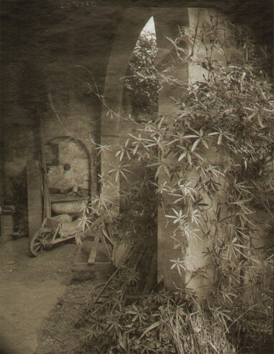 Bob TYSON - Photography - (inside of shed with plant in front)