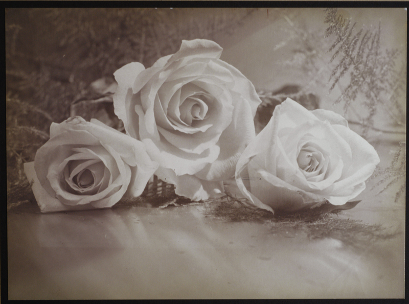Harold Leroy HARVEY - Fotografia - Roses, Still Life