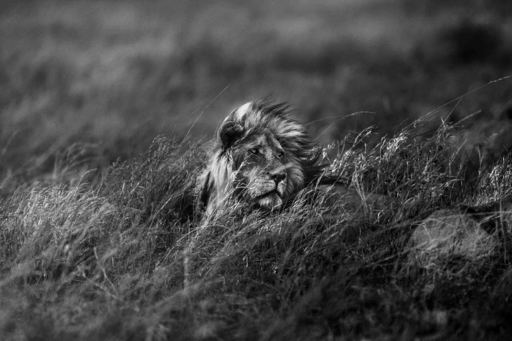 Michel GHATAN - 照片 - Lion in the Wind