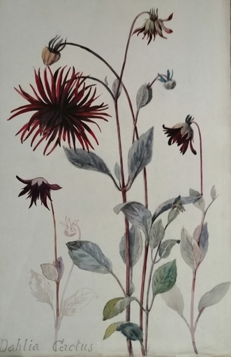 Alfred KELLER - Dibujo Acuarela - Dahlia Cactus - Botanique