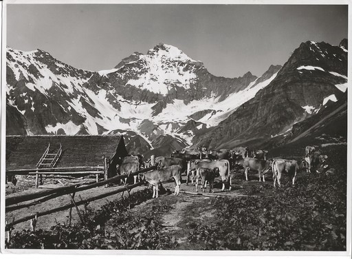 Hans Jakob SCHÖNWETTER - Fotografia - Elm Erbsalp Landwirtschaft (Switzerland)