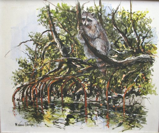 William Harold HANCOCK - Pittura - Racoon in Mangrove