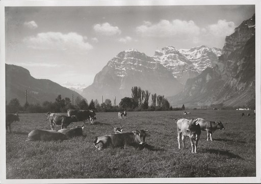 Hans Jakob SCHÖNWETTER - Fotografia - Kuhweide im Glarnerland (Switzerland)
