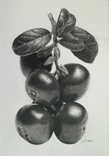 Dietrich MORAVEC - Dibujo Acuarela - Cranberry Twig in Graphite