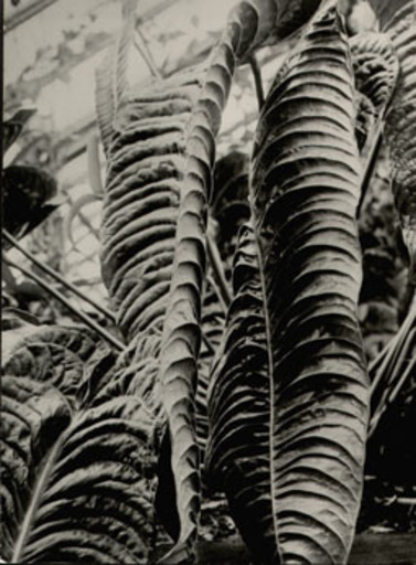 Albert RENGER-PATZSCH - Fotografia - Aracea, Anthurium veithschii