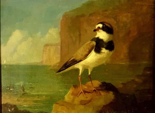 Archibald THORBURN - Painting - oiseau marin