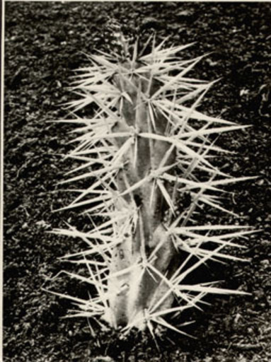 Albert RENGER-PATZSCH - Fotografia - Opuntia tunicata