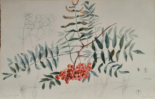 Alfred KELLER - Dibujo Acuarela - Sorbier - Botanique