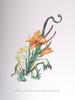 萨尔瓦多·达利 - 版画 - Hemerocallis Thumbergii Elephanter Furiosa (Elephant Lily)