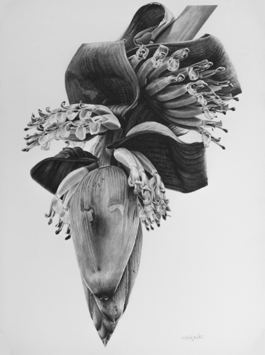 Dietrich MORAVEC - Disegno Acquarello - Banana Nursery
