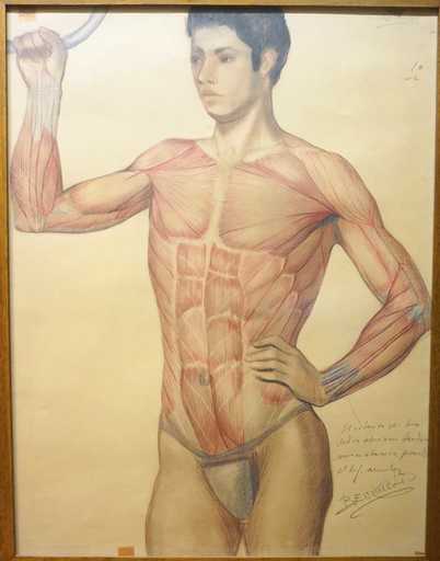 Angeles BENIMELLI - Disegno Acquarello - “Muscular anatomical study (pectoral and abdominal) standing