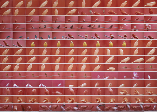 Alex HANIMANN - Fotografie - Bird Life [red 4]