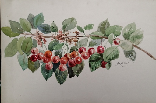 Alfred KELLER - Drawing-Watercolor - Cerises
