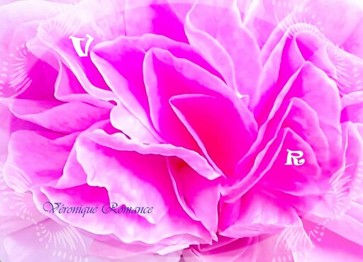 Véronique ROMANCE - Photography - P'tit musée, délicate rose rose
