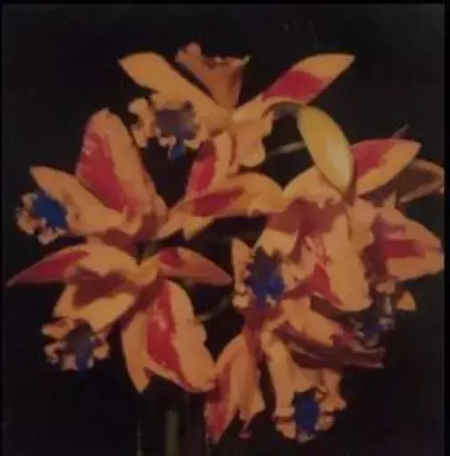 荒木经惟 - 照片 - Polaroid flower