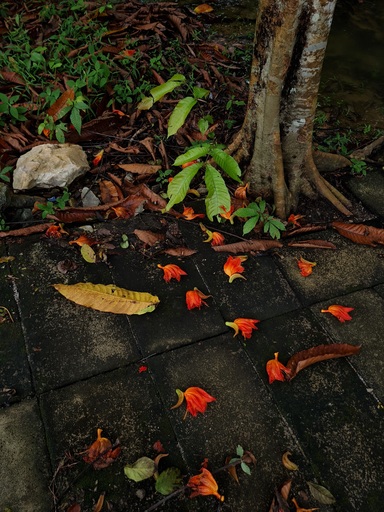 Jess HON - 照片 - Pretty Littered Walkway