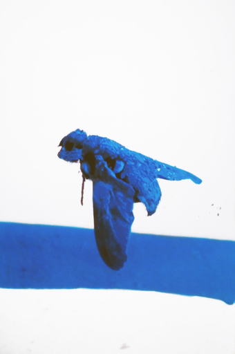 Francesca MARTI - Fotografia - In Blue Pigment I
