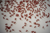 Ed RUSCHA - Print-Multiple - Swarm of Red Ants, from: Insects