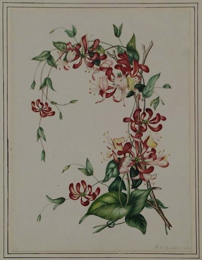 Franz Xaver GRUBER - Disegno Acquarello - "Flower Study" by Franz Xaver Gruber, ca 1840
