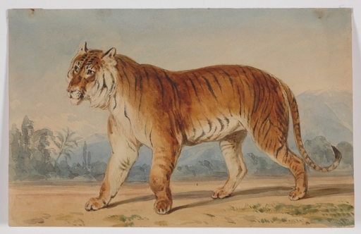 Ludwig Gustav VOLTZ - Zeichnung Aquarell - "Tiger" watercolor, 1850's