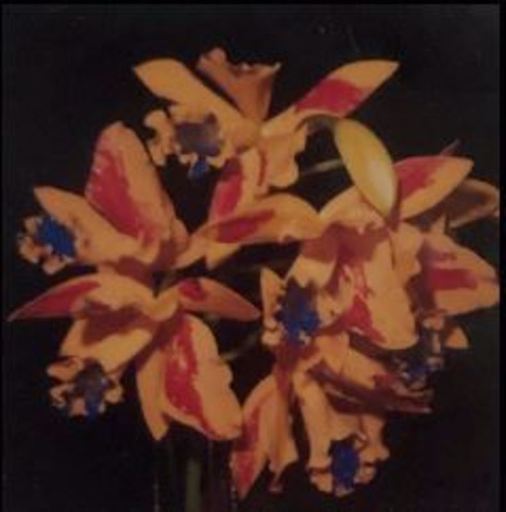 荒木经惟 - 照片 - Polaroid flower