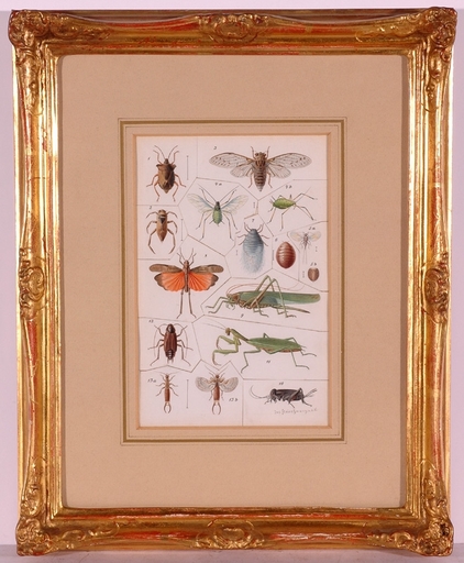 Josef FLEISCHMANN - Drawing-Watercolor - "Insects", ca.1900 