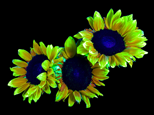 Charles HAMONNAIS - Fotografia - Sun and flowers