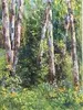 Diana MALIVANI - 绘画 - Birch Trees in the Sunshine
