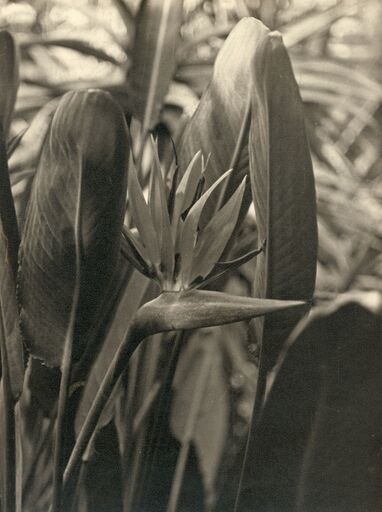 André STEINER - Photography - Bird of Paradise flower