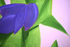 Alex KATZ - Print-Multiple - Purple Tulips II, from: Flowers Portfolio