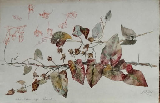 Alfred KELLER - Dibujo Acuarela - Clématite vigne blanche - Botanique