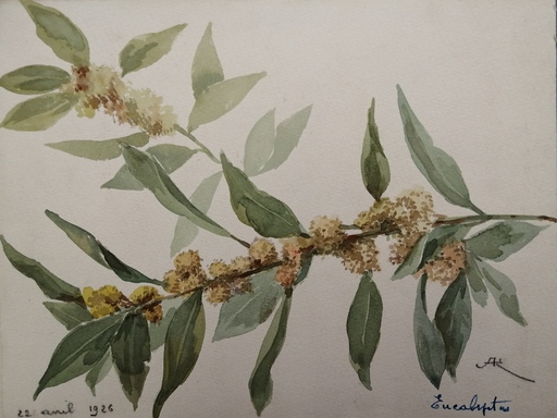 Alfred KELLER - Dibujo Acuarela - Eucalyptus