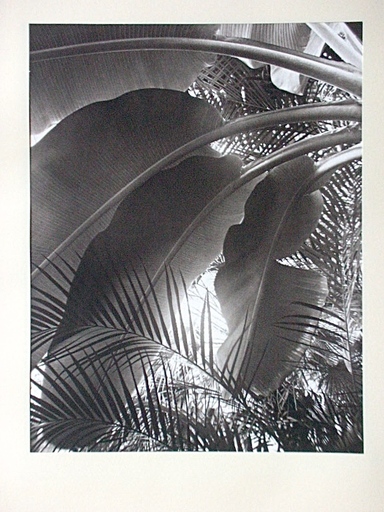 Kipton KUMLER - Photo -  Portfolio of Plants, Succulent Plant, Wellesely