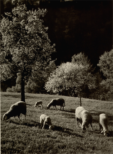 Hans Jakob SCHÖNWETTER - Fotografia - (Sheep on meadow)