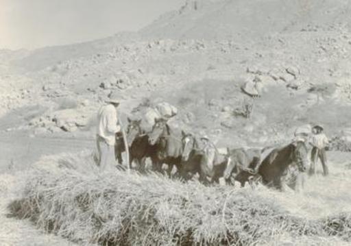 Martín CHAMBI - Photography - Cuzco (farmer with horses)