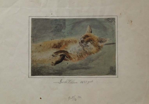 Guido HAMMER - Drawing-Watercolor - "Study of a Fox", 19th Century, Watercolor
