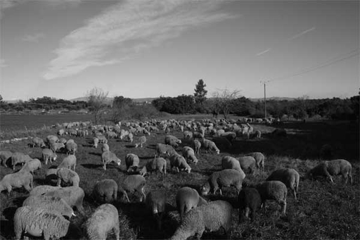 Michel REYNOLDS - Fotografia - Troupeau de Moutons en Provence