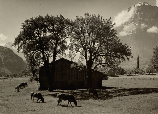 Hans Jakob SCHÖNWETTER - Fotografie - (Landscape with cows and shed)