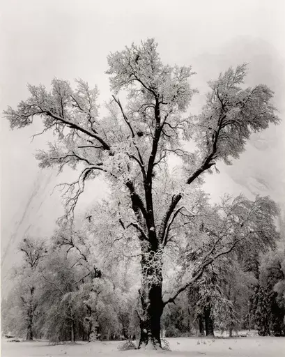 安塞尔•亚当斯 - 照片 - Oaktree Snowstorm