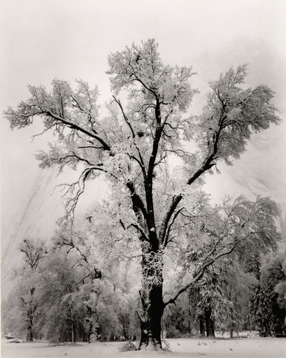 Ansel Easton ADAMS - Photography - Oaktree Snowstorm