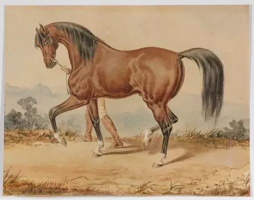 B. BACHMANN-HOHMANN - 水彩作品 - "Stallion" watercolor, ca 1850 