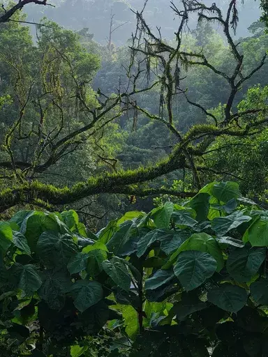 Jess HON - Photography - Deep in Tropical Rainforest