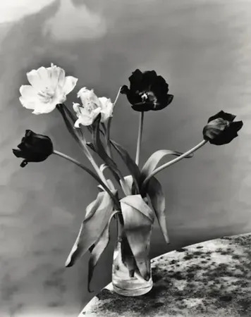 Flower by | Nobuyoshi ARAKI | buy art online | artprice