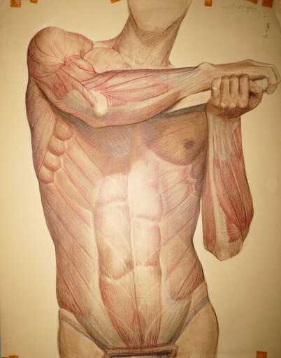 Angeles BENIMELLI - Drawing-Watercolor - Academic anatomical drawing artist male 1 N9
