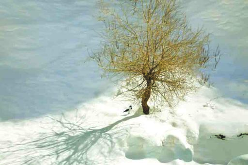 Abbas KIAROSTAMI - Photography - Trees and Crows 30
