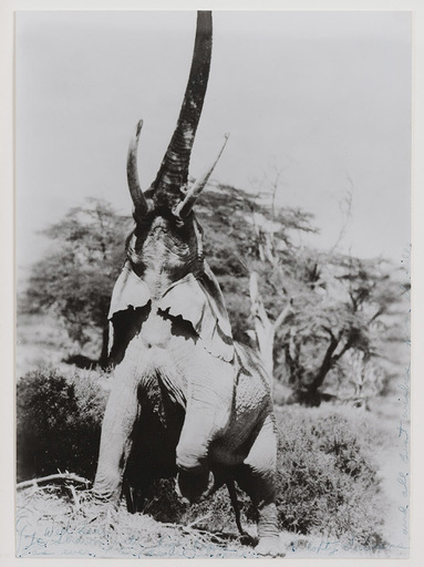 Peter BEARD - Fotografia - Elephant reaching for the last branch on a tree ,Kenya